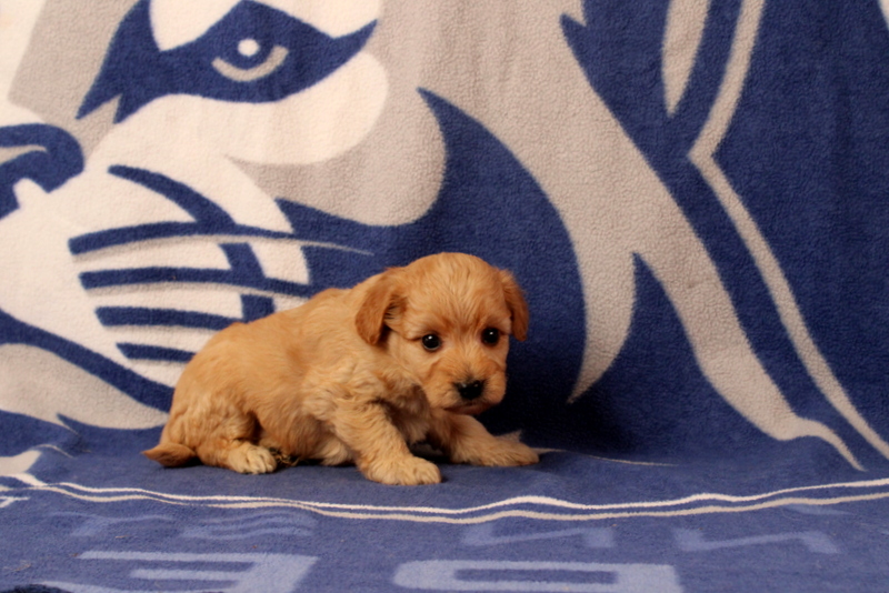 puppy, for, sale, Mini  Goldendoodle, Matthew B. Stoltzfus, dog, breeder, Gap, PA, dog-breeder, puppy-for-sale, forsale, nearby, find, puppyfind, locator, puppylocator, aca